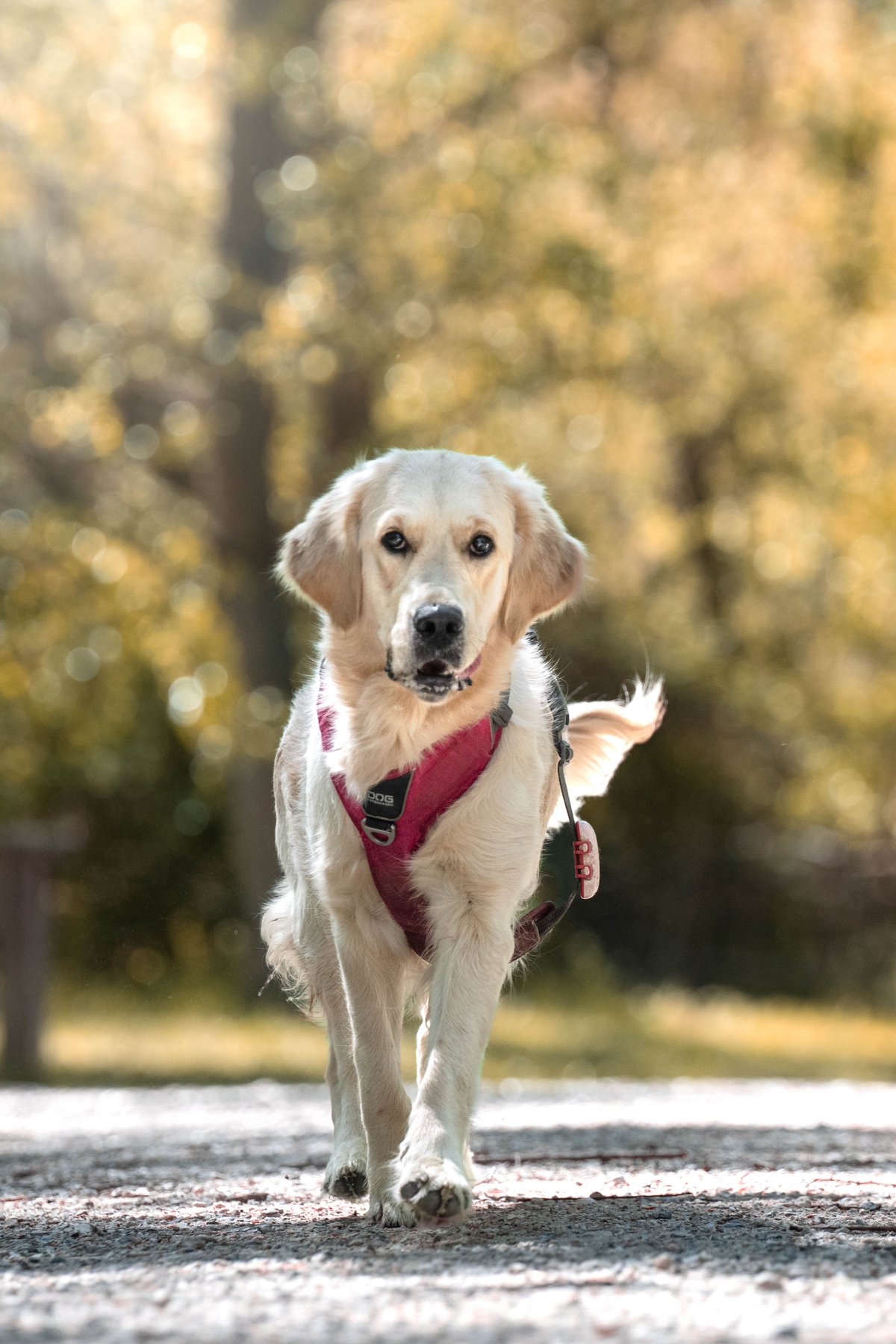 Mel, golden retriever, caminando